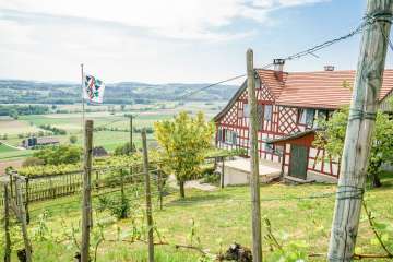 Weinfelden_Weinweg_Reben_Riegelhaus