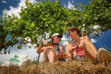 Weinfelden_Weinweg_1